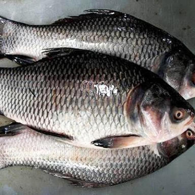 katla fish in hindi