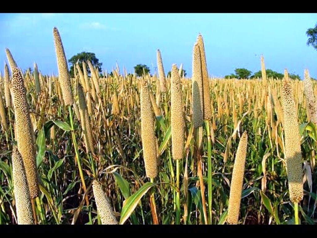 Millet farming