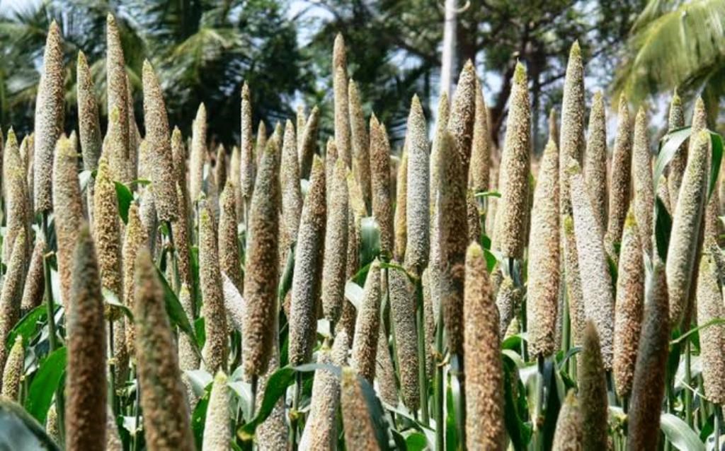 Millet crop