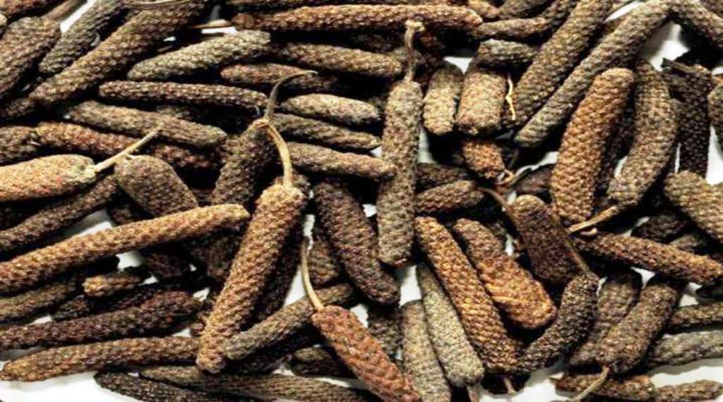 Scientific cultivation of Pippali