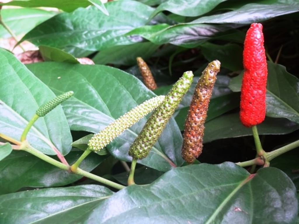 Pippali farming