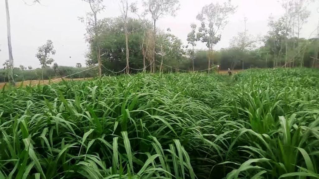 shankar napier grass and farming