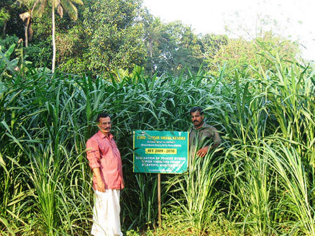animal husbandry and shankar napier grass