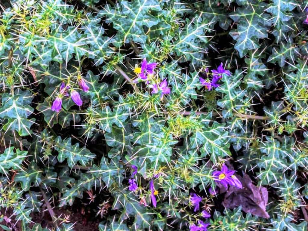 Improved cultivation of badi kateri