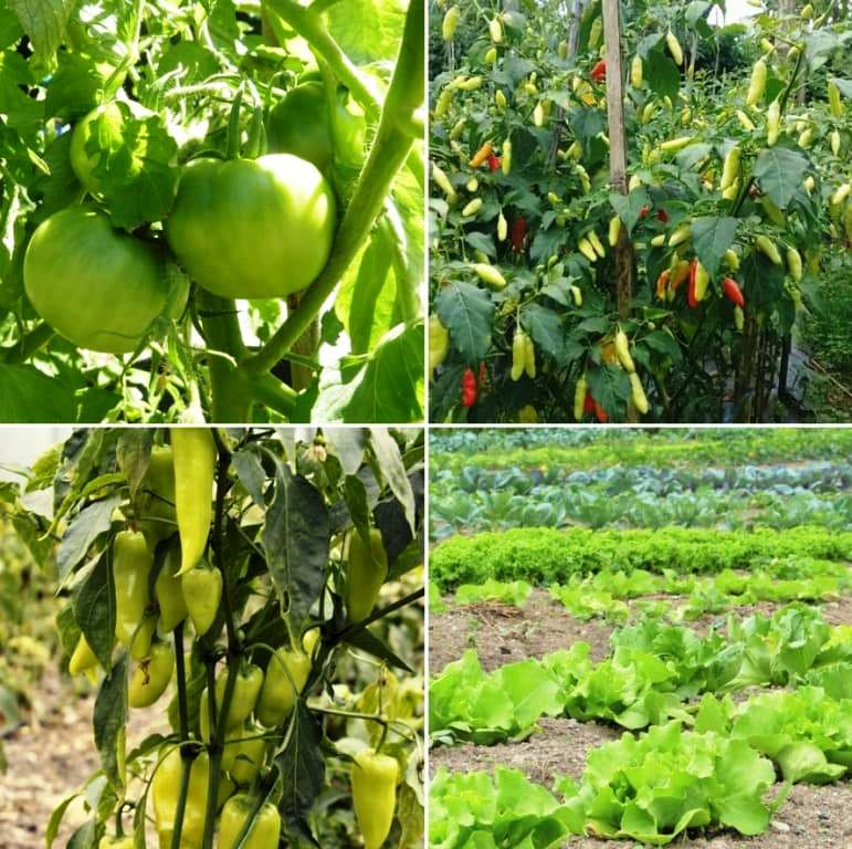 Advanced way of farming