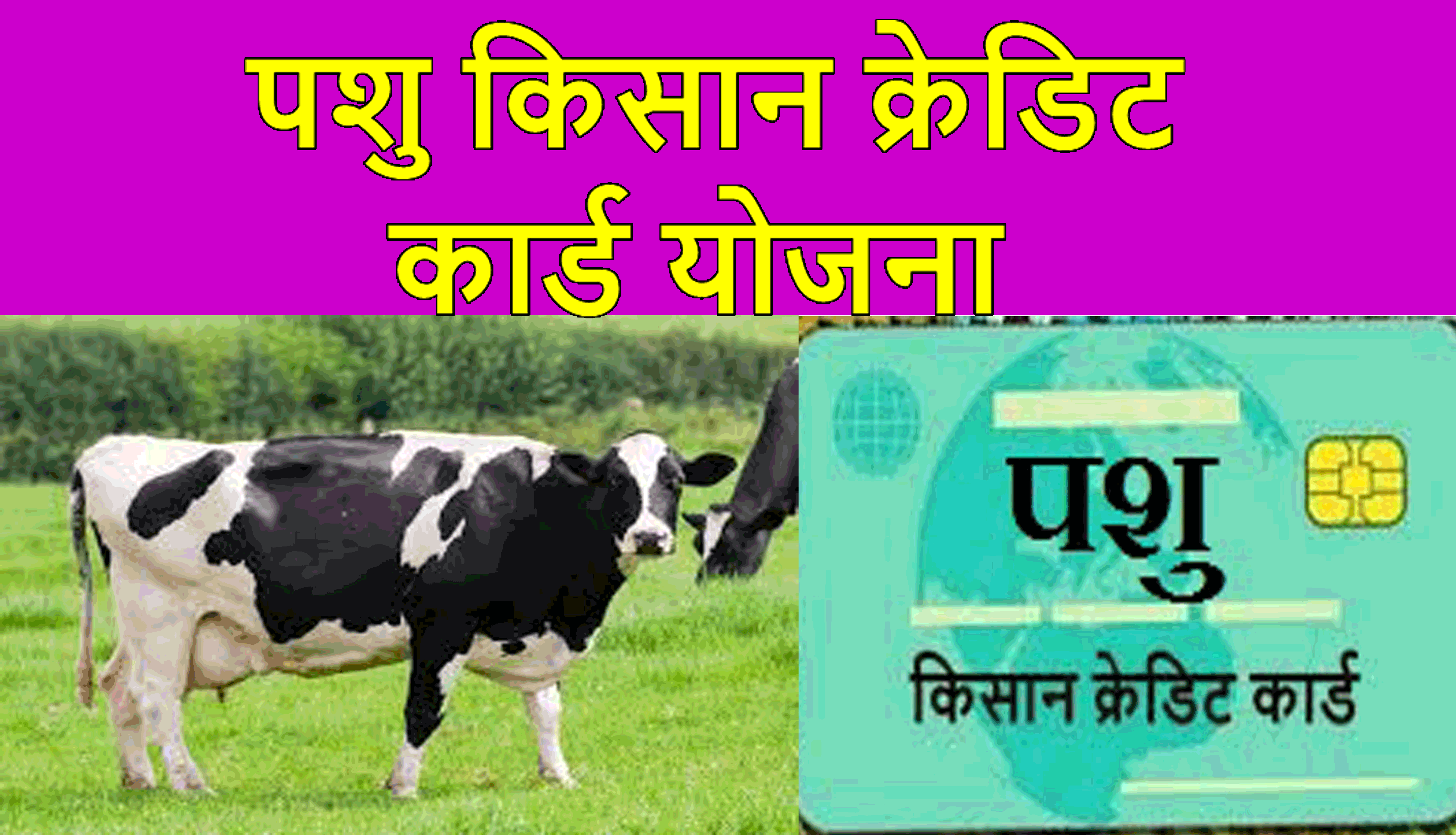 cattle credit card