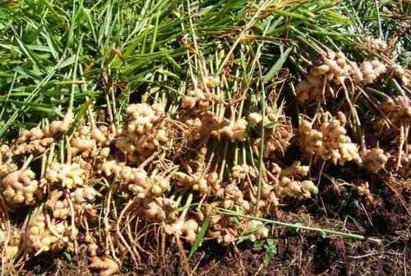 gingener