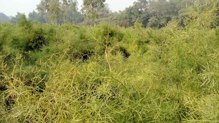satawar