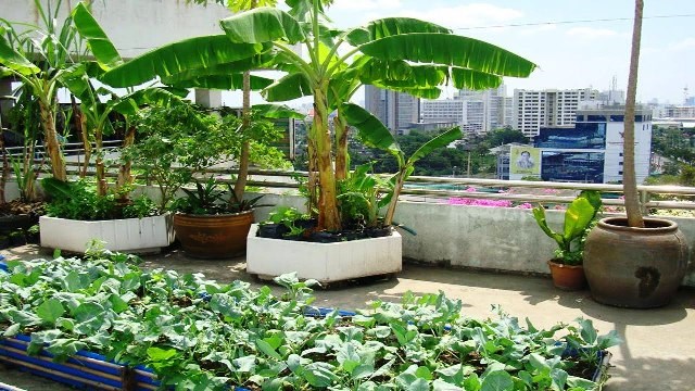 rooftop gardening