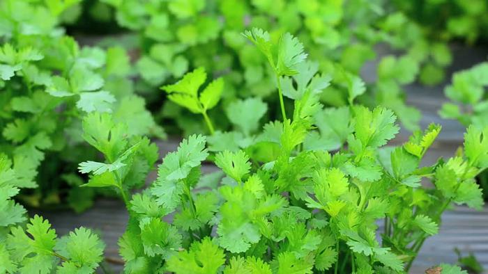 coriander