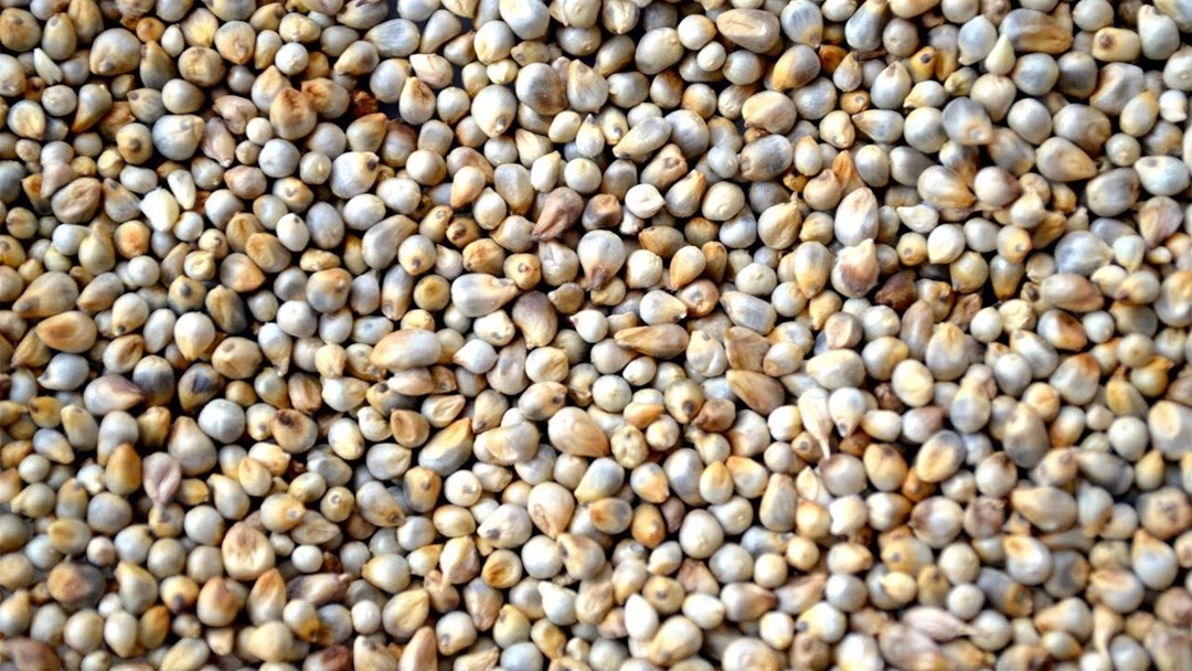 bajra