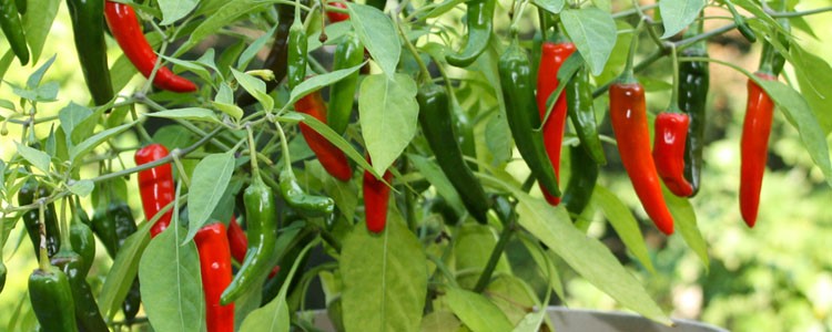 peppers