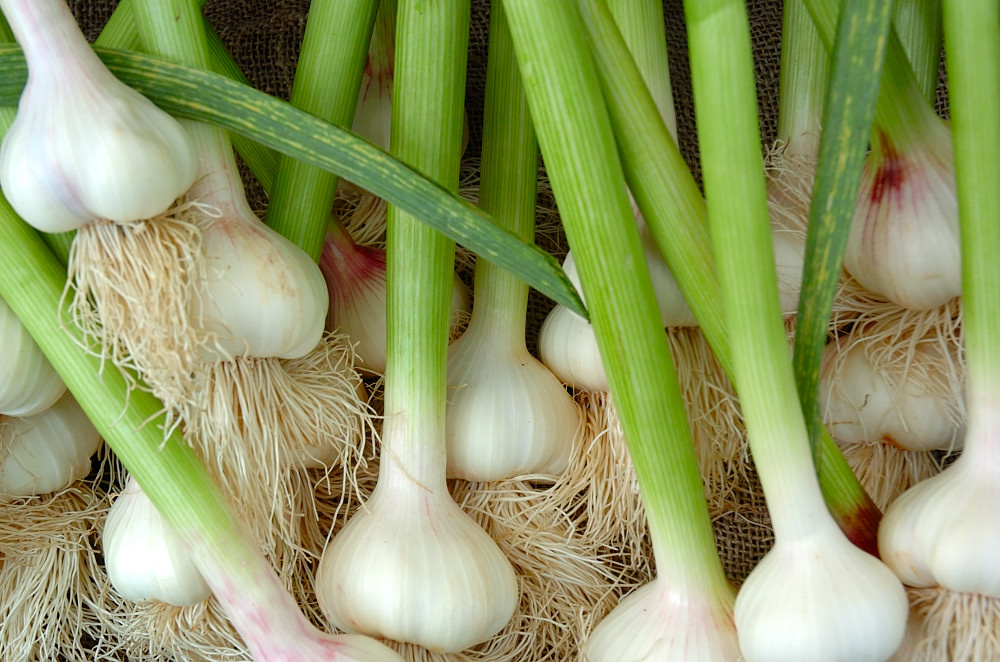 scallions