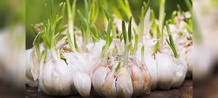 garlic crop farming