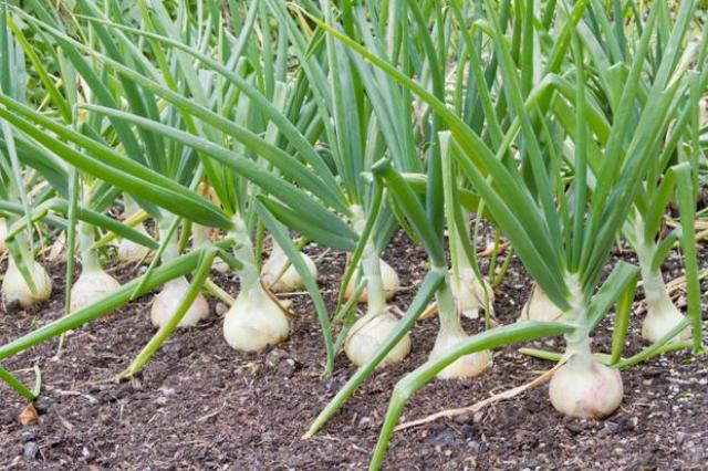 garlic Crop