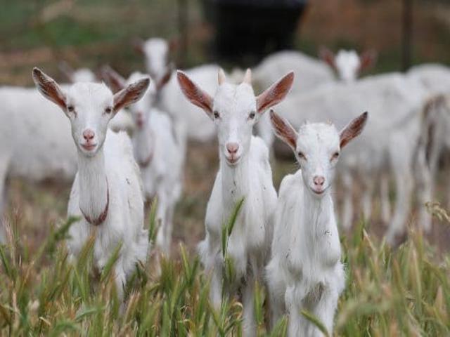 goat farming