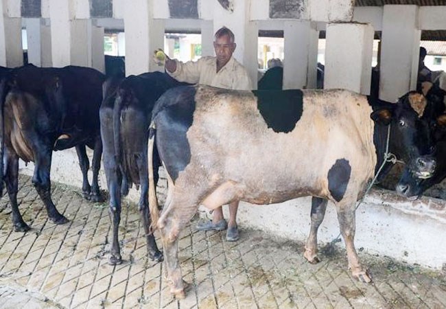 cow