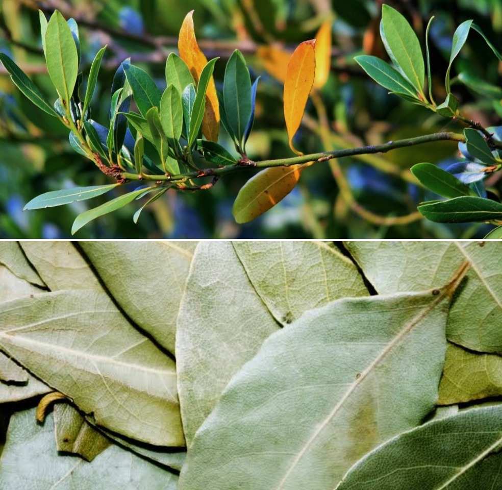 bay leaf