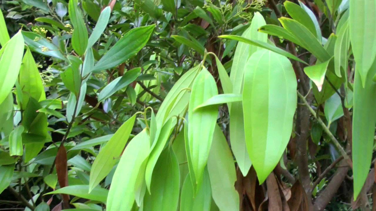 tejpatta