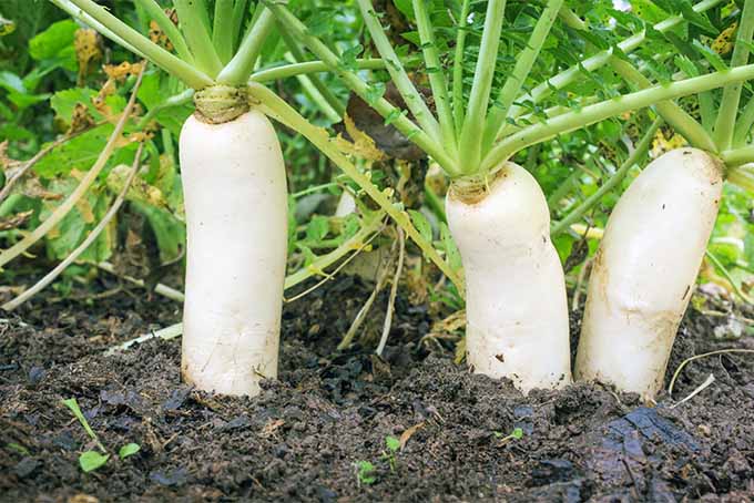 radish cultivation