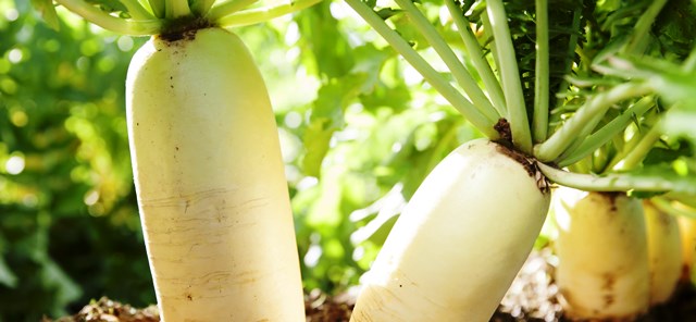radish cultivation