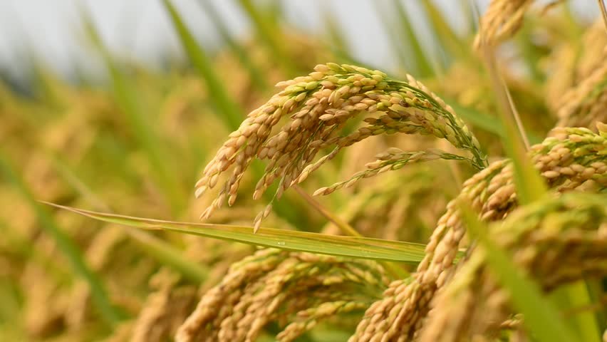 paddy cultivation