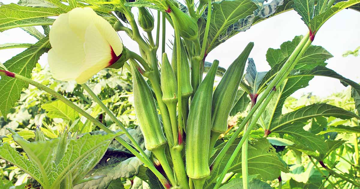 okra cultivation
