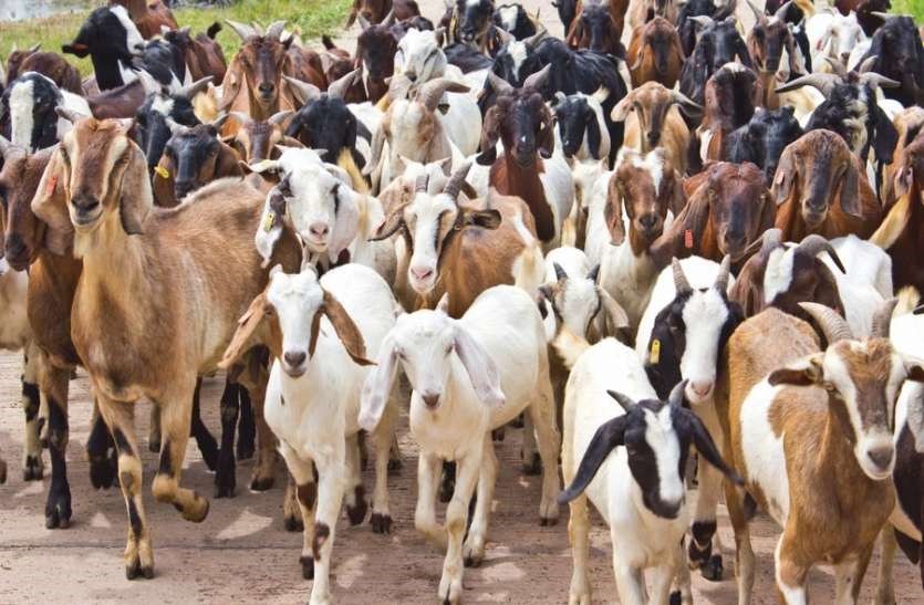 goat farm9ng