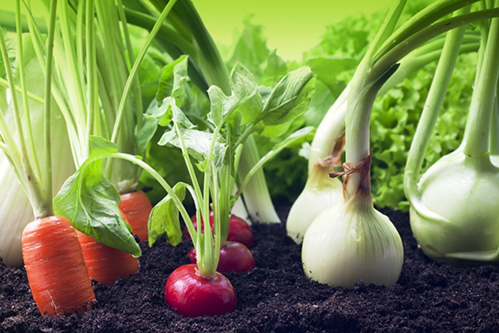 difference between manure and fertilizer