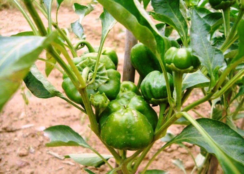 Benefits from capsicum