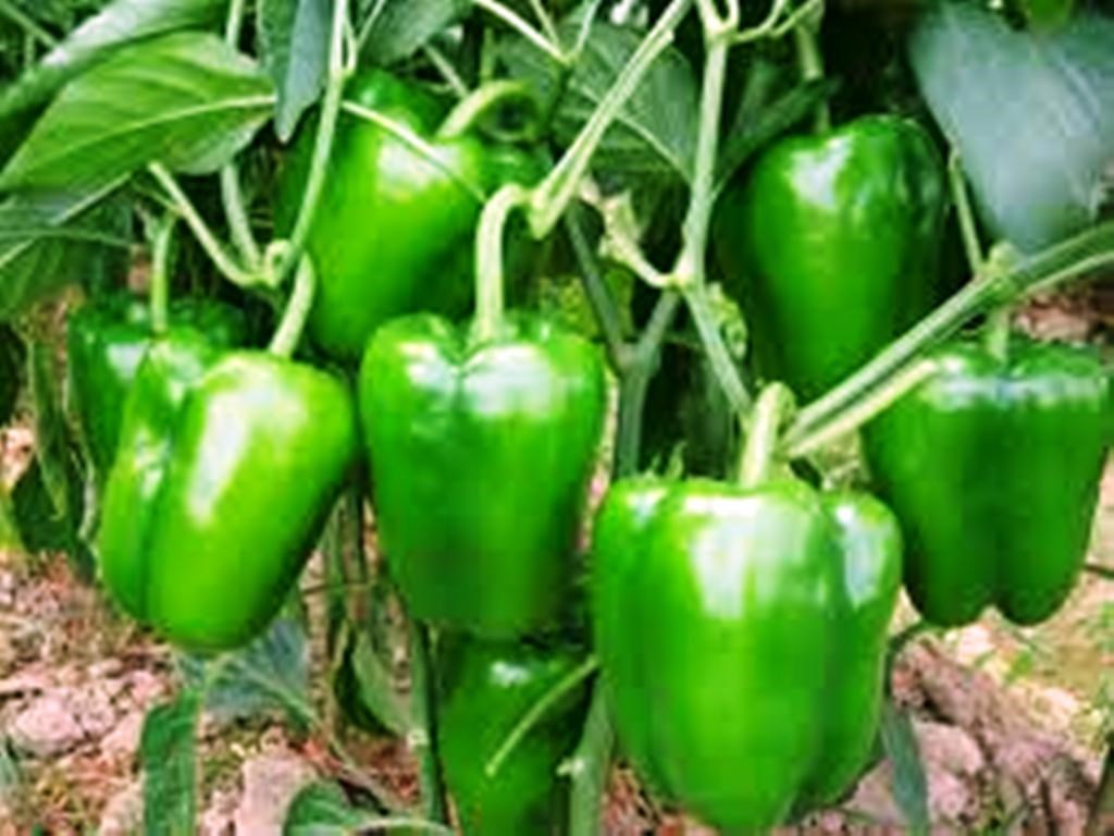 शिमला मिर्च की उन्नत खेती