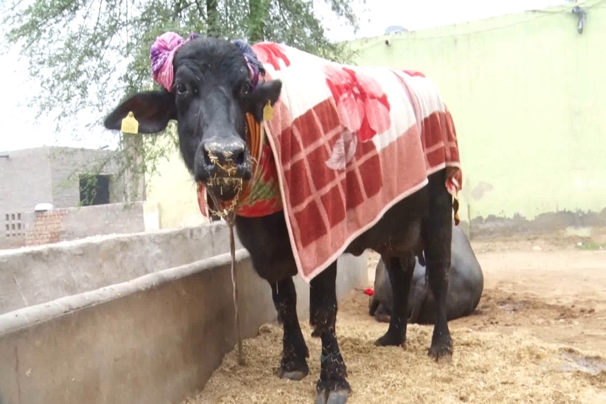 buffalo sarawathi