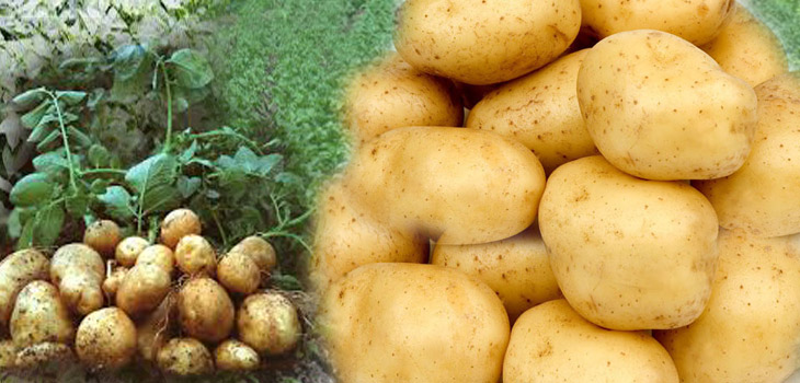 potato