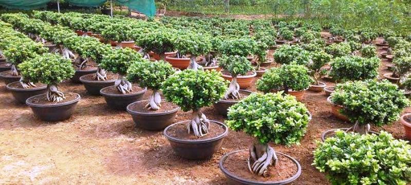 seed germination