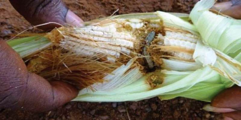 fall armyworm