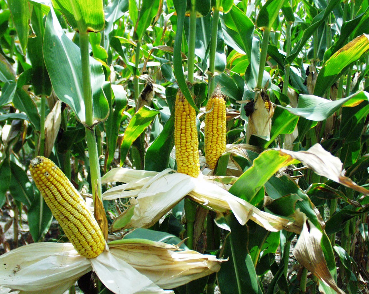 corn