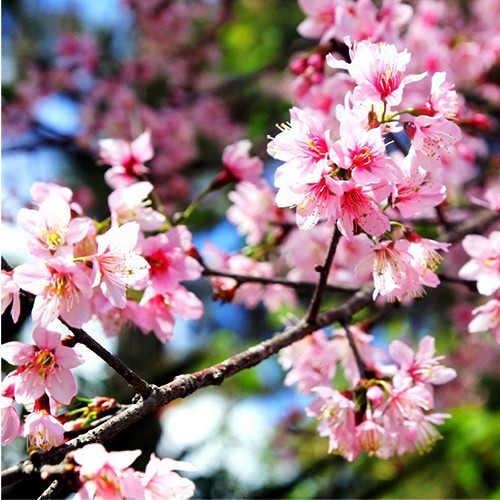 padam flowers