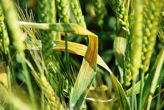 wheat