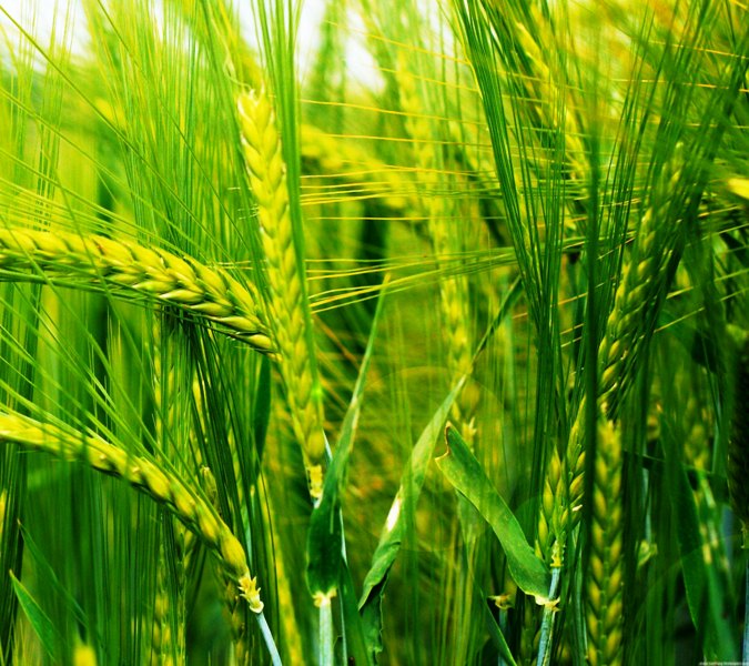 wheat