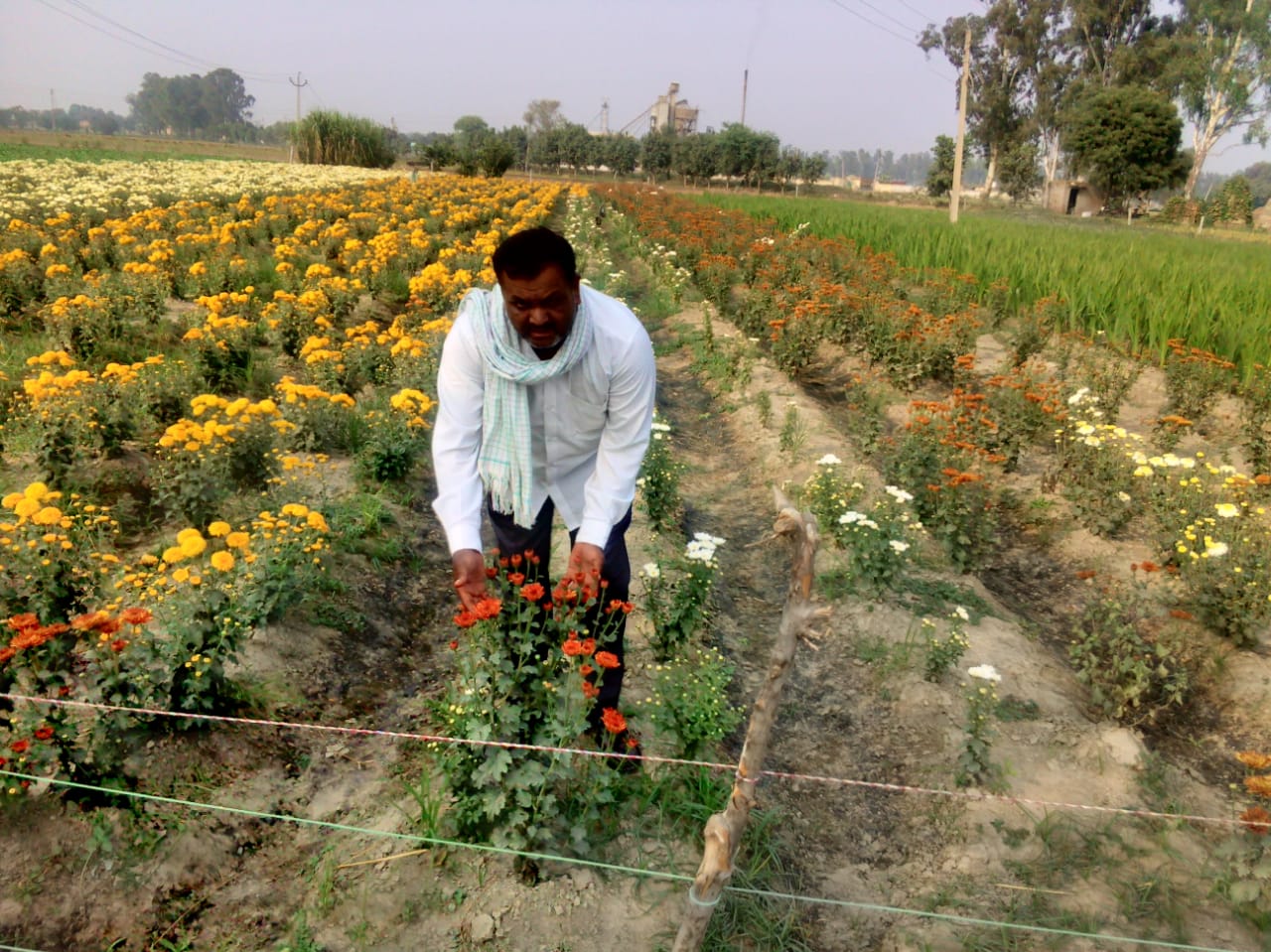 genda ki kheti