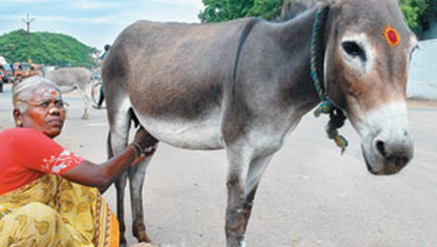 donkey Milk