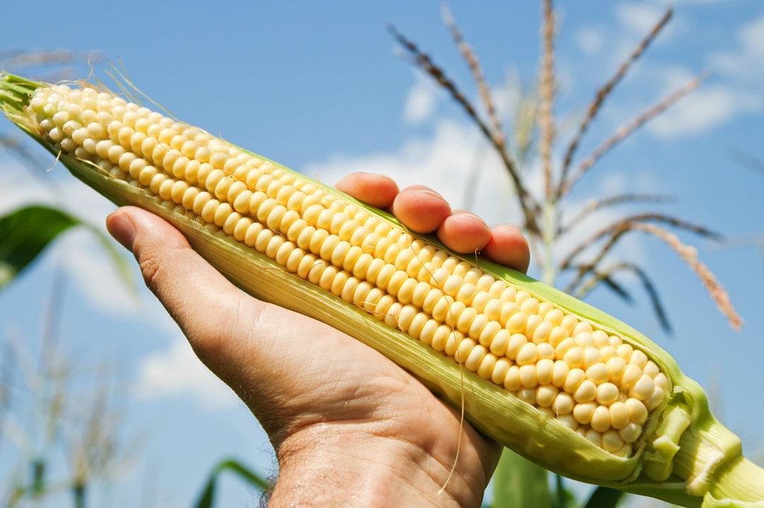 corn