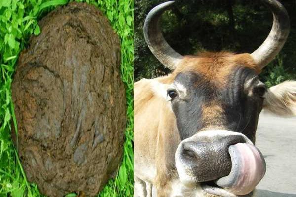 cow dung