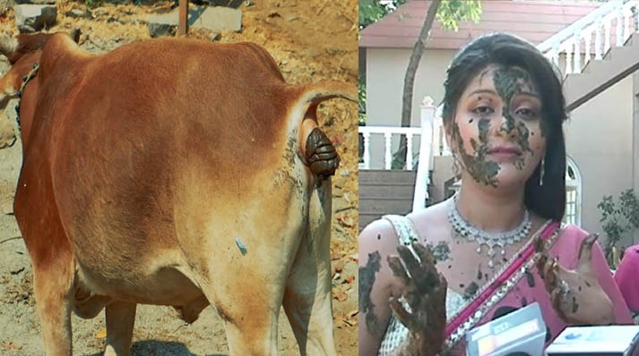 cow dung