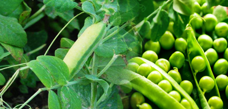 pea farming