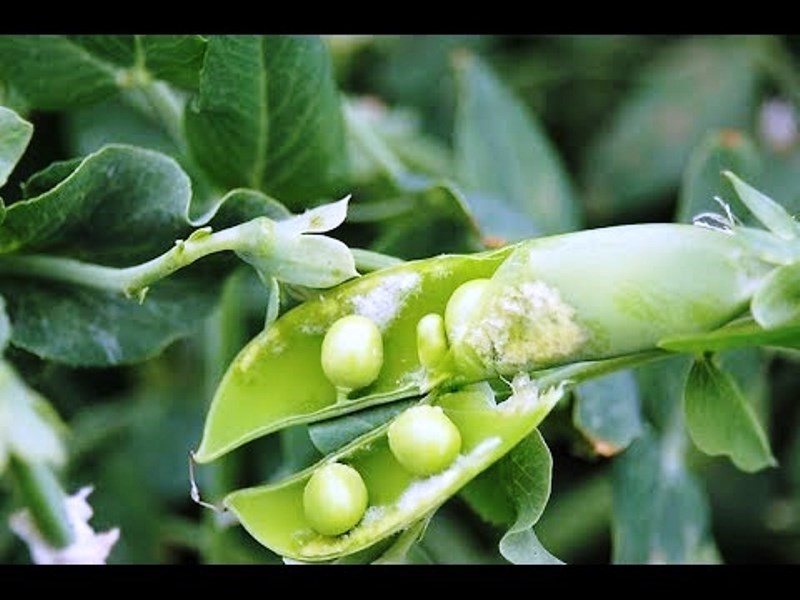 pea farming