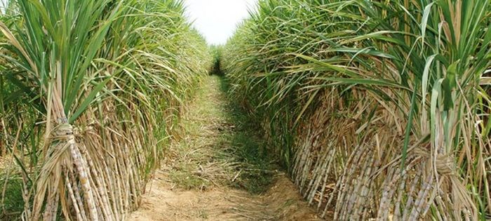 sugarcane