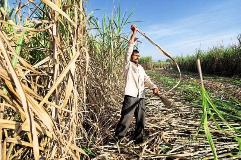sugarcane farmers