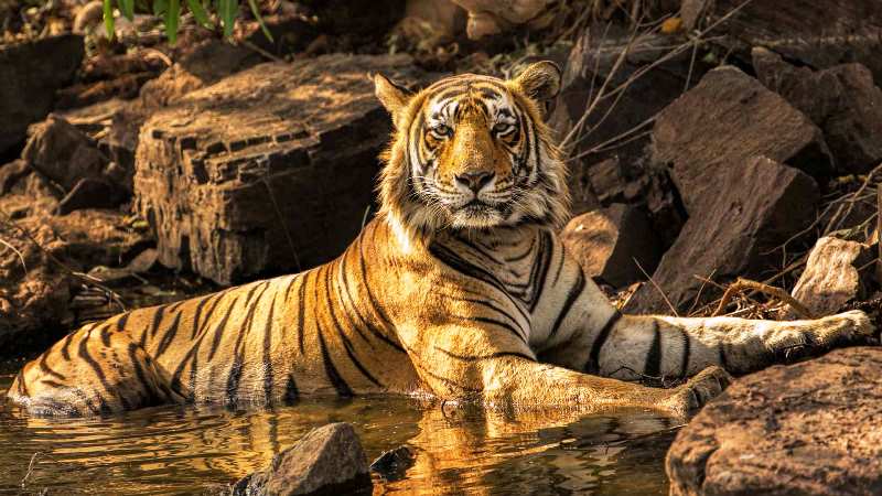 tigers