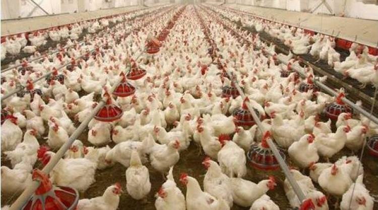 poultry Bussiness